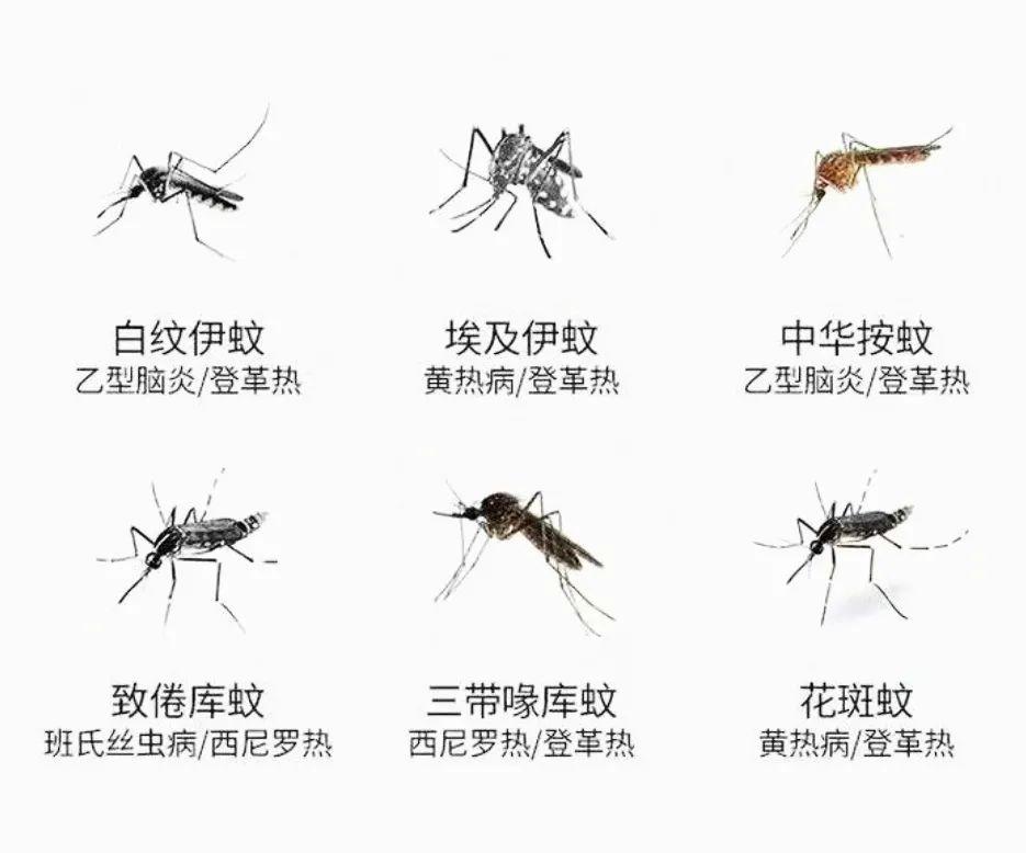 中国蚊子vs外国蚊子