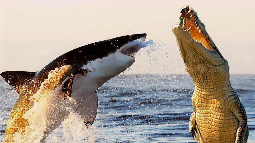 中国鲨鱼vs美国鳄鱼