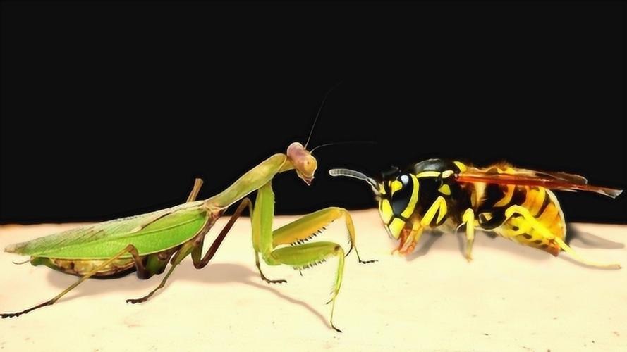 大刀螳螂vs日本大黄蜂