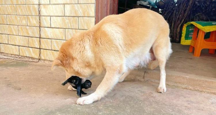 中国田园犬vs金毛犬图片的相关图片