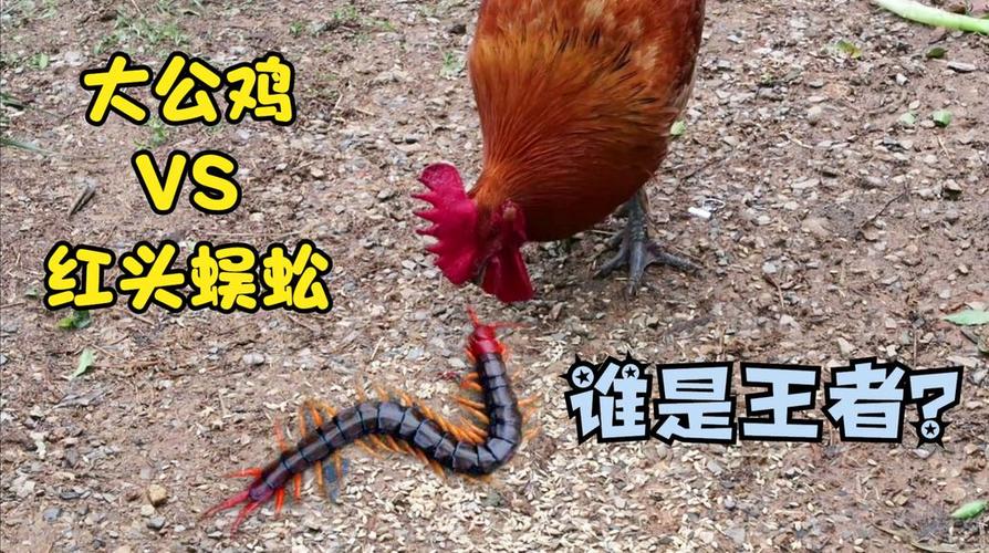 中国蜈蚣vs公鸡视频大全的相关图片